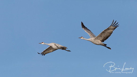 Sandhill Cranes in flight - New Mexico