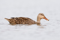 Female Mallard swimming in a lagoon - Pinellas County, Florida