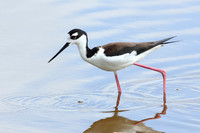 Black-necked Stilt