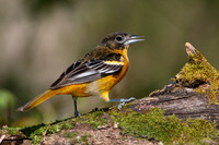 Male Baltimore Oriole (Icterus galbula) - Grand Bend, ON
