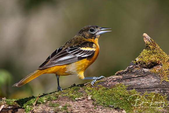 Male Baltimore Oriole (Icterus galbula) - Grand Bend, ON