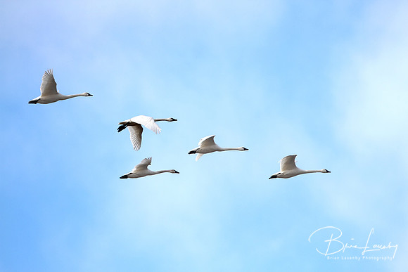 Tundra Swans (Cygnus columbianus) migrating in spring