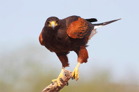 Harris's Hawk