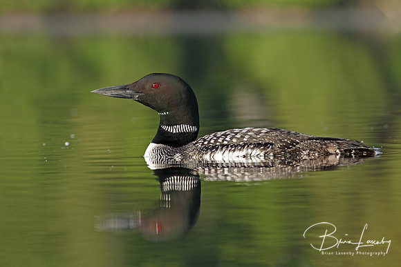 Common Loon and Reflection
