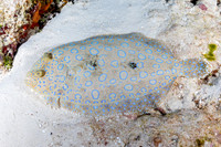 Peacock Flounder - Cozumel