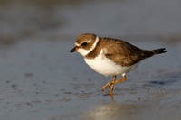 Semipalmated Plover foraging on a Gulf of Mexico beach - Florida