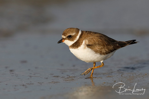 Semipalmated Plover foraging on a Gulf of Mexico beach - Florida