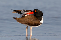 American Oystercatcher preening its feathers - Dunedin, Florida