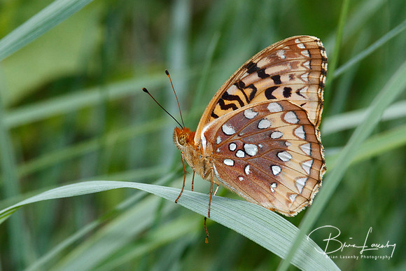 Great Spangled Fritillary