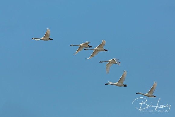 Tundra swans (Cygnus columbianus) flying in formation