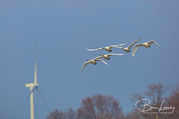 Tundra Swan - Ontario, Canada
