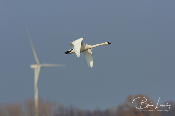 Tundra Swan - Ontario, Canada