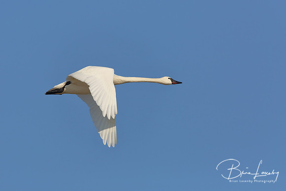 Tundra Swan - Ontario, Canada