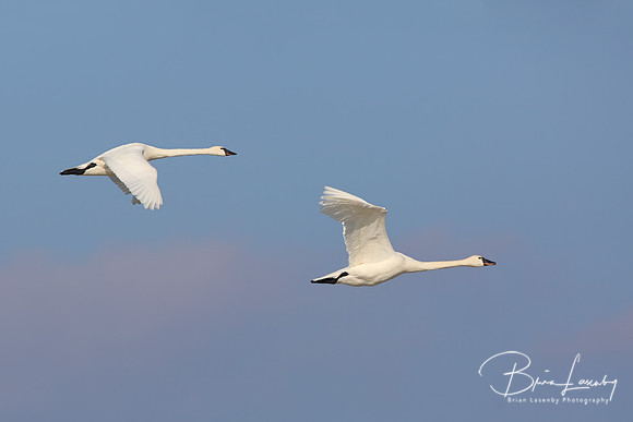 Tundra Swans - Ontario, Canada