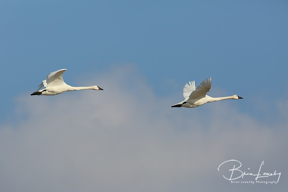 Tundra Swan - Ontario, Canada