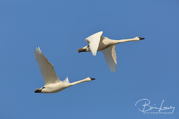 Tundra Swan - Ontario, Canada