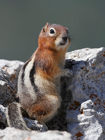 Golden-mantled Ground Squirrel - Jasper National Park, Canada
