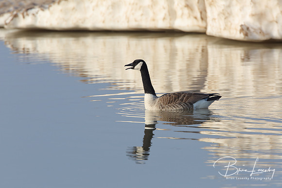 Canada goose (Branta canadensis)