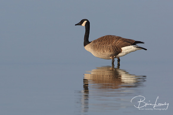 Canada Goose (Branta canadensis)