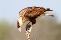 Immature Crested Caracara - Texas