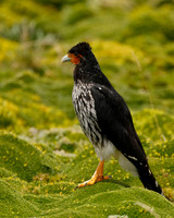 Caranculated Caracara in the Andean Highlands - Antisana, Ecuado