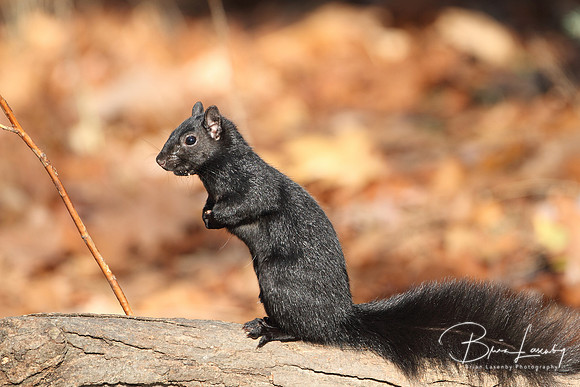 Gray Squirrel (Sciurus carolinensis)