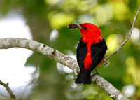 Male Scarlet Tanager Eating Mulberries