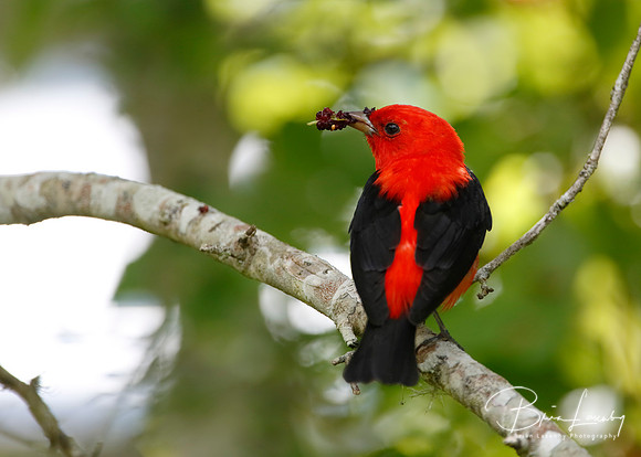 Male Scarlet Tanager Eating Mulberries