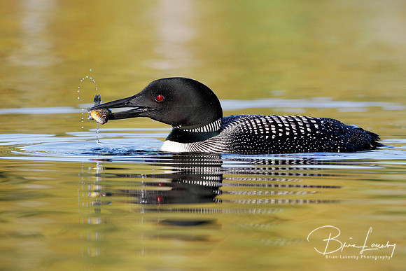 Common Loon (Gavia immer) - Haliburton, Ontario, Canada