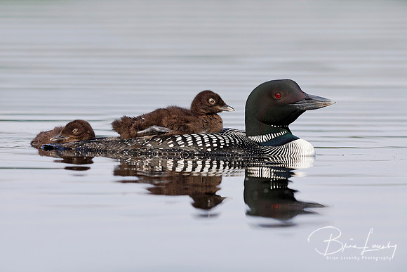 A two-week old Common Loon chick rides on its parent's back whil