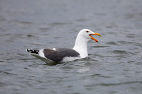 A California Gull calls while swimming in a California estuary