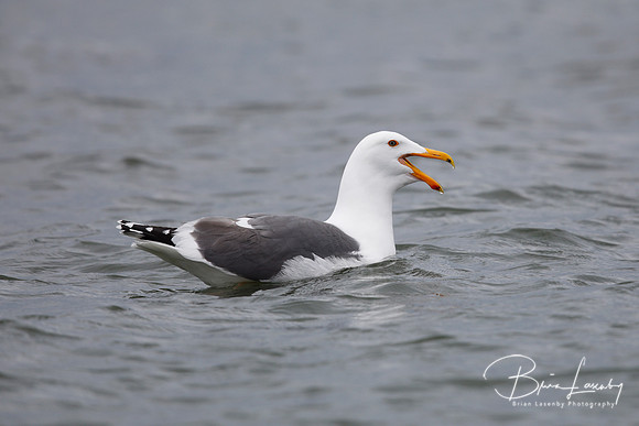 A California Gull calls while swimming in a California estuary
