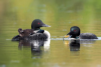 Loons