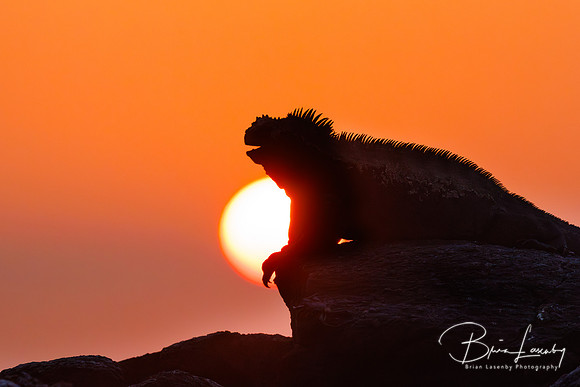 Marine Iguana, Galápagos