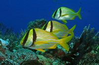 Porkfish