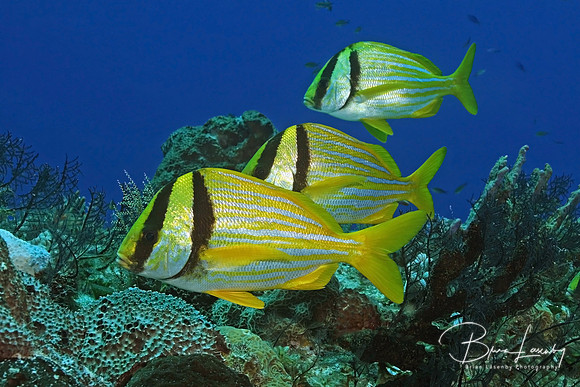 Porkfish