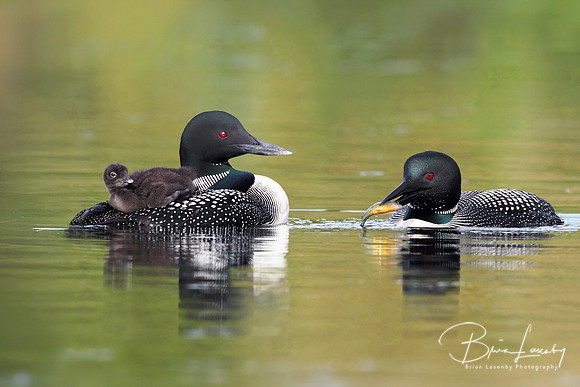 Common Loons - Family Breakfast Time