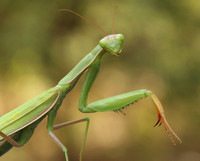 Praying Mantis