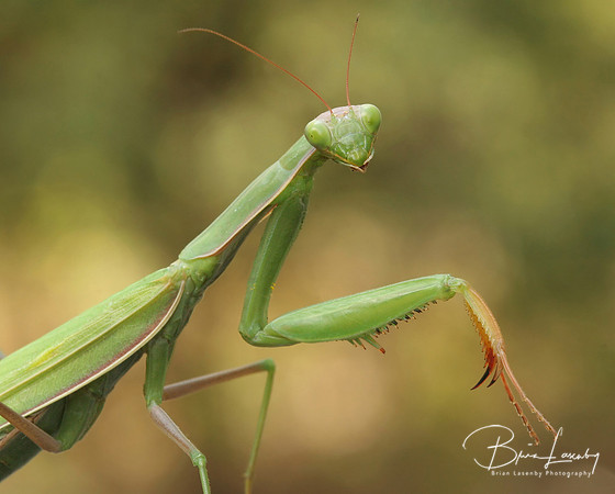 Praying Mantis
