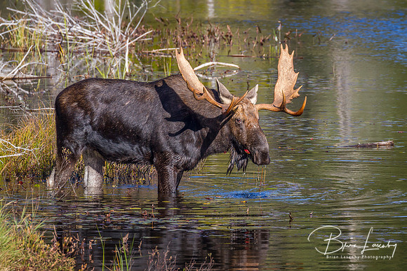 Large Bull Moose Feeding on Water Lilies in Autumn