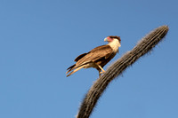Crested Caracara - Bonaire