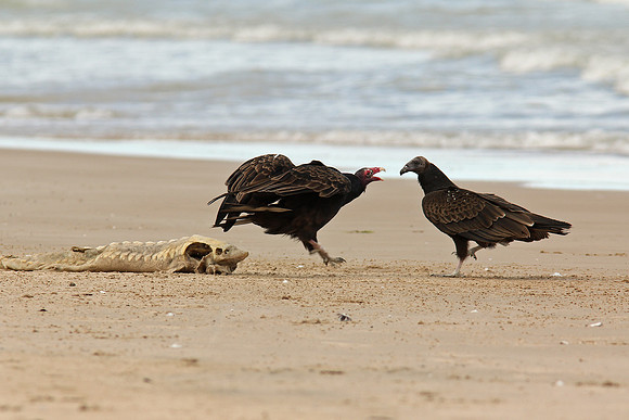 Turkey Vulture Claiming Ownership of a Dead Lake Sturgeon