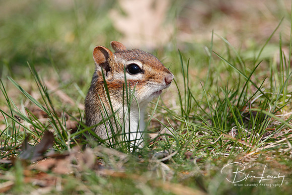 Eastern Chipmunk poking its head out of a hole
