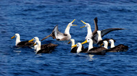 Waved Albatrosses - Galapagos