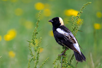 Male Bobolink - Perth County, ON