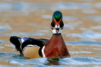 Male Wood Duck - Grand Bend, ON