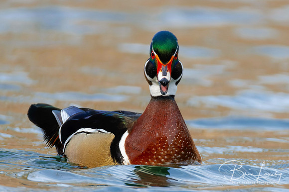 Male Wood Duck - Grand Bend, ON