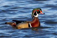 Male Wood Duck - Grand Bend, ON
