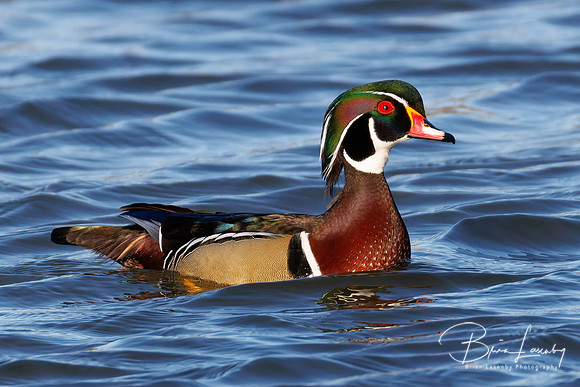 Male Wood Duck - Grand Bend, ON
