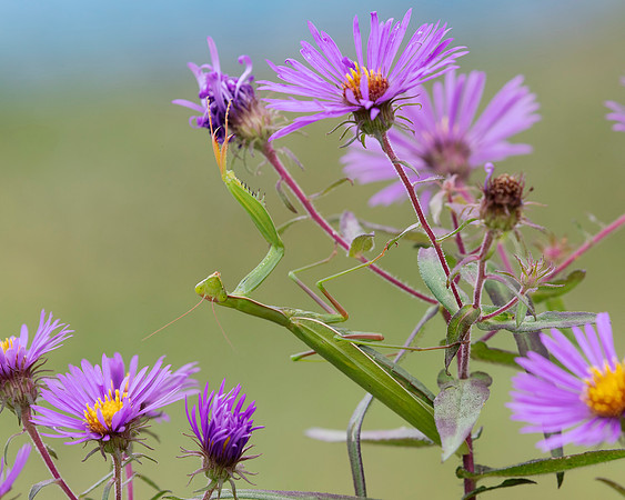 Praying Mantis on a New England Aster waiting to ambush its prey